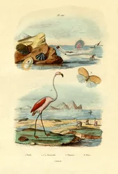 Coquillages, 1833-39